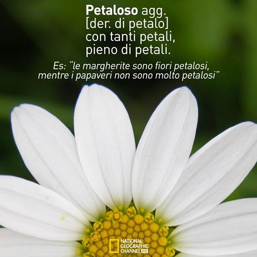 petaloso