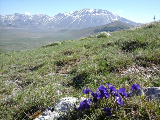 Norcia
